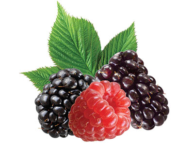 Blackberries Fresh Product Packaging