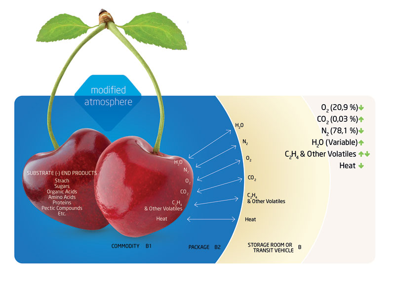 What Is Modified Atmosphere Packaging?