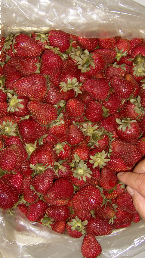 Strawberries Fresh Product Packaging