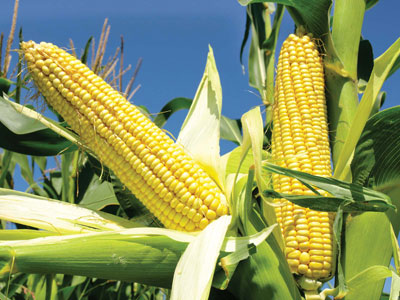 Corn Fresh Product Packaging