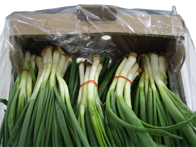Green Onion Fresh Product Packaging