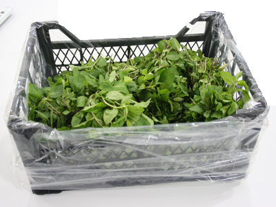 Mint Fresh Product Packaging